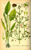 Botanische tekening waterweegbree / Bron: Publiek domein, Wikimedia Commons (PD)