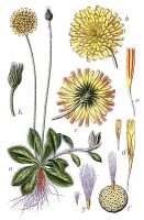 Botanische tekening muizenoor uit 1797 / Bron: Johann Georg Sturm (Painter: Jacob Sturm), Wikimedia Commons (Publiek domein)