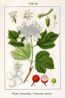 Botanische tekening Gelderse roos / Bron: Johann Georg Sturm (Painter: Jacob Sturm), Wikimedia Commons (Publiek domein)