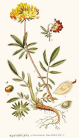 Botanische tekening wondklaver / Bron: Carl Axel Magnus Lindman, Wikimedia Commons (Publiek domein)