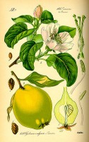 Botanische tekening kweepeer / Bron: Publiek domein, Wikimedia Commons (PD)