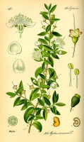 Botanische tekening myrte / Bron: Publiek domein, Wikimedia Commons (PD)