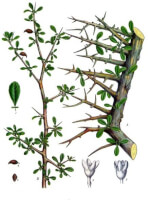 Botanische tekening mirre / Bron: Franz Eugen Köhler, Köhler's Medizinal-Pflanzen, Wikimedia Commons (Publiek domein)