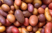 Aardappelen zijn een knolgewas / Bron: Scott Bauer, USDA ARS, Wikimedia Commons (Publiek domein)