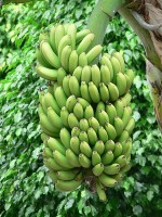 Groene bananen / Bron: Rosendahl, Wikimedia Commons (Publiek domein)