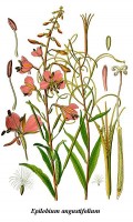 Botanische tekening wilgeroosje / Bron: Publiek domein, Wikimedia Commons (PD)