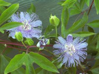 Passiflora incarnata / Bron: Hunda, Wikimedia Commons (CC BY-SA-2.0)