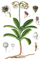 Botanische tekening pipsissewa / Bron: Johann Georg Sturm (Painter: Jacob Sturm), Wikimedia Commons (Publiek domein)