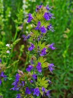 Hyssop / Bron: H. Zell, Wikimedia Commons (CC BY-SA-3.0)