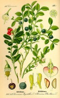 Botanische tekening rode bosbes / Bron: Otto Wilhelm Thomé, Wikimedia Commons (Publiek domein)
