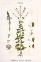 Botanische tekening IJzerkruid uit 1796 / Bron: Johann Georg Sturm (Schilder: Jacob Sturm), Wikimedia Commons (Publiek domein)