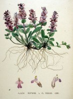 Botanische tekening kruipend zenegroen / Bron: Janus (Jan) Kops, Wikimedia Commons (Publiek domein)