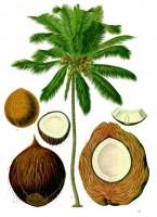 Botanische tekening kokosnoot / Bron: Franz Eugen Köhler, Köhler's Medizinal-Pflanzen, Wikimedia Commons (Publiek domein)