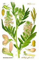 Botanische tekening galega / Bron: Publiek domein, Wikimedia Commons (PD)