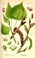 Botanische tekening zwarte populier / Bron: Publiek domein, Wikimedia Commons (PD)