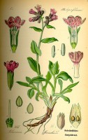 Botanische tekening longkruid / Bron: Publiek domein, Wikimedia Commons (PD)
