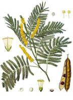 Botanische tekening catechu / Bron: Franz Eugen Köhler, Köhler's Medizinal-Pflanzen, Wikimedia Commons (Publiek domein)