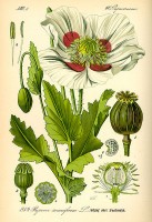 Botanische tekening slaapbol / Bron: Publiek domein, Wikimedia Commons (PD)