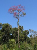 Handroanthus impetiginosus, Tabebuia impetiginosa of pau d´arco / Bron: Ilosuna, Wikimedia Commons (CC BY-SA-3.0)