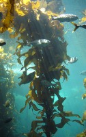 Kelp / Bron: Stef Maruch, Wikimedia Commons (CC BY-SA-2.0)
