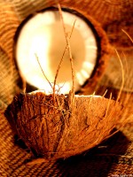Opengemaakte kokosnoot / Bron: Nicolai Schäfer, Wikimedia Commons (CC BY-2.5)