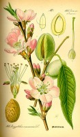 Botanische tekening amandelboom / Bron: Publiek domein, Wikimedia Commons (PD)
