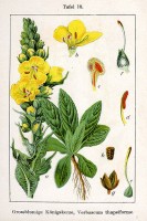 Botanische tekening stalkaars / Bron: Johann Georg Sturm (Painter: Jacob Sturm), Wikimedia Commons (Publiek domein)
