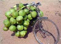 Kokosnoten op de fiets / Bron: Pratheepps, Wikimedia Commons (CC0)