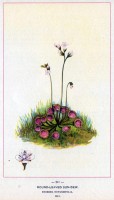Tekeing zonnedauw uit 1894 / Bron: Botanical Fine Art Weekly, Wikimedia Commons (Publiek domein)