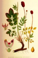 Botanische tekening grote pimpernel / Bron: Carl Axel Magnus Lindman, Wikimedia Commons (Publiek domein)