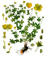 botanische tekening tormentil / Bron: Franz Eugen Köhler, Köhler's Medizinal Pflanzen, Wikimedia Commons (Publiek domein)