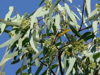 Eucalyptus / Bron: Stan Shebs, Wikimedia Commons (CC BY-SA-3.0)