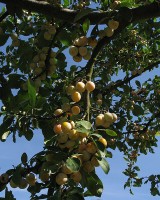 Gele mirabellen aan de boom / Bron: Manfred Heyde, Wikimedia Commons (CC BY-SA-3.0)