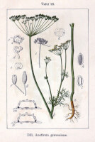 Botanische tekening dille / Bron: Johann Georg Sturm (Painter: Jacob Sturm), Wikimedia Commons (Publiek domein)