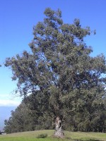 De Eucalyptusboom / Bron: Forest & Kim Starr, Wikimedia Commons (CC BY-3.0)