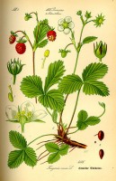 Botanische tekening bosaardbei / Bron: Publiek domein, Wikimedia Commons (PD)