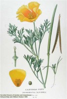 Botanische tekening slaapmutsje / Bron: Edward Step & William Watson, Wikimedia Commons (Publiek domein)