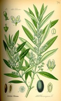 De olijfboom / Bron: Publiek domein, Wikimedia Commons (PD)