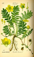 Botanische tekening Zilverschoon uit 1885 / Bron: Publiek domein, Wikimedia Commons (PD)