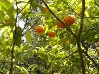 De bittere oranje appelboomvrucht / Bron: BMK, Wikimedia Commons (CC BY-SA-3.0)