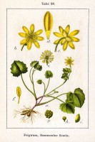 Botanische tekening speenkruid / Bron: Johann Georg Sturm (Painter: Jacob Sturm), Wikimedia Commons (Publiek domein)
