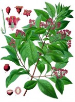 Botanische tekening sandelhout (Santalum album) / Bron: Köhler's Medizinal Pflanzen, Wikimedia Commons (Publiek domein)