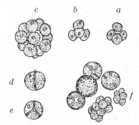 Illustratie van de alg chlorella uit een boek van Henri Coupin uit 1900 / Bron: Henri Coupin, Wikimedia Commons (Publiek domein)