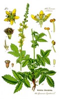 Botanische tekening agrimonie / Bron: Kilom691, Wikimedia Commons (Publiek domein)
