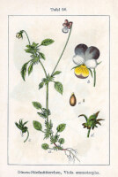 Botanische tekening driekleurig viooltje / Bron: Johann Georg Sturm (Painter: Jacob Sturm), Wikimedia Commons (Publiek domein)