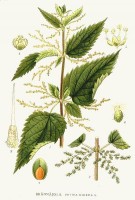 Botanische tekening brandnetel / Bron: Carl Axel Magnus Lindman, Wikimedia Commons (Publiek domein)