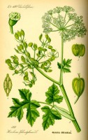 Botanische tekening gewone berenklauw / Bron: Publiek domein, Wikimedia Commons (PD)