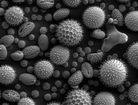 Microscopische weergave stuifmeelkorrels / Bron: Skeeze, Pixabay