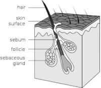 Haarzakje / Bron: HairFollicle.png: Helix84 derivative work: Tsaitgaist, Wikimedia Commons (Publiek domein)