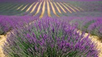 Lavendel veld / Bron: Kaz, Pixabay